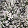 100 WHITE HEATH ASTER Prairie Ericoides Flower Seeds