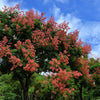 10 GOLDEN RAIN TREE Goldenrain Koelreuteria Paniculata Yellow Flower Seeds