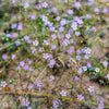 50 Light Pink TUNIC FLOWER Coat Flower Petrorhagia Saxifraga Saxifrage Seeds