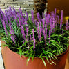 5 LILYTURF Liriope Muscari aka Big Blue Lily Turf / Monkey Grass Flower Seeds