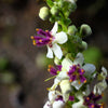 100 WHITE BLUSH VERBASCUM Blattaria Albiflorum Moth Mullein Flower Seeds