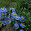 500 BLUE FLEABANE DAISY (Dainty Daisy / Aspen Fleabane / Oregon Fleabane) Erigeron Speciosus Flower Seeds