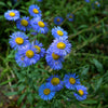 500 BLUE FLEABANE DAISY (Dainty Daisy / Aspen Fleabane / Oregon Fleabane) Erigeron Speciosus Flower Seeds