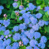 250 Dwarf BLUE BEDDER AGERATUM aka Floss Flower Ageratum Houstonianum Flower Seeds