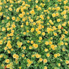 100 Yellow PORTULACA MOSS ROSE Portulaca Grandiflora Succulent Flower Seeds