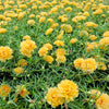 100 Yellow PORTULACA MOSS ROSE Portulaca Grandiflora Succulent Flower Seeds