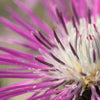 25 AMERICAN ROSE (Centaurea Aloha / American Starflower / American Basket Flower / America Starthistle) Centaurea Americana Flower Seeds