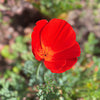 100 RED CALIFORNIA POPPY Eschscholzia Californica Native Flower Seeds