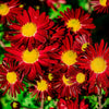 100 RED ROBINSONS DAISY Painted Chrysanthemum Coccineum Pyrethrum Flower Seeds
