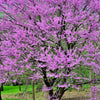 40 GIANT REDBUD TREE Cercis Gigantea Pink Purple Flower Seeds
