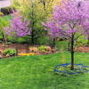 40 GIANT REDBUD TREE Cercis Gigantea Pink Purple Flower Seeds
