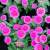 250 VIOLET QUEEN ZINNIA Elegans Purple Double Dahlia Heirloom Flower Seeds