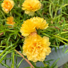 100 Yellow PORTULACA MOSS ROSE Portulaca Grandiflora Succulent Flower Seeds