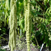 150 AMARANTHUS GREEN TAILS Amaranthus Caudatus Flower Seeds
