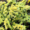 50 Pacific Mix STATICE (Sea Lavender) Mixed Colors  Limonium Sinuatum Flower Seeds