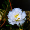 100 White PORTULACA Grandiflora / MOSS ROSE Succulent Flower Seeds