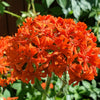 300 MALTESE CROSS Jerusalem Cross Lychnis Campion Chalcedonica Flower Seeds
