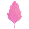 Organic Red Aztec Spinach Seeds – Huauzontle Chenopodium Berlandieri Greens Vegetable – photo 5
