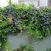 100 PURPLE MORNING GLORY Ipomoea Nil Flower Vine Seeds