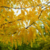 10 Thornless HONEYLOCUST Gleditsia Triacanthos Inermis Imperial Honey Locust Golden Yellow Tree Seeds