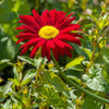 100 RED ROBINSONS DAISY Painted Chrysanthemum Coccineum Pyrethrum Flower Seeds