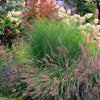 25 Dwarf Purple CHINESE FOUNTAIN GRASS Pennisetum Alopecuroides Hardy Ornamental Seeds
