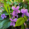 100 PRAIRIE VIOLET PURPLE Viola Pedatifida Palmata Flower Seeds