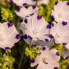 750 FIVE SPOT Nemophila Maculata White & Purple Flower Seeds