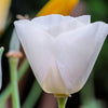 1000 WHITE CALIFORNIA POPPY Eschscholzia Californica Flower Seeds