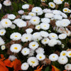 500 Dwarf WHITE ENGLISH DAISY Bellis Perennis Flower Seeds