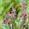 25 PRAIRIE SMOKE Geum Triflorum Purple Prairie Avens Pink Flower Seeds