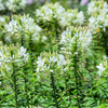 200 WHITE QUEEN CLEOME (Spider Flower) Cleome Hassleriana Cleome Spinosa Flower Seeds