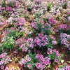 500 MIXED CHINESE PINKS China Rainbow Pink Dianthus Chinensis Bicolor Flower Seeds