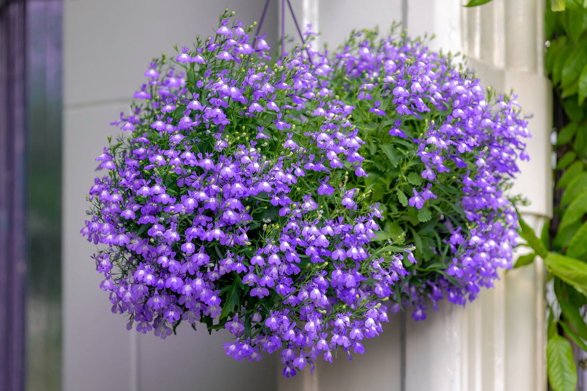 Lilac Purple Lobelia Regatta Lobelia Erinus Flower Seeds