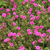 100 Pink PORTULACA Grandiflora / MOSS ROSE Flower Seeds