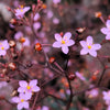 150 FAME FLOWER Jewels of Opar Talinum Paniculatum Portulaca Patens Fameflower Vegetable Leaf Seeds