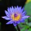 10 BLUE WATER LILY / Lily Pad / Asian Water Lotus / Sacred Egyptian Lotus Nymphaea Caerulea Flower Seeds
