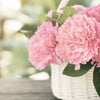 50 La France PINK CARNATION Dianthus Caryophyllus Chabaud Flower Seeds