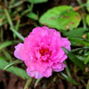 100 Pink PORTULACA Grandiflora / MOSS ROSE Flower Seeds