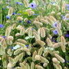 100 BUNNY TAILS GRASS (Hares Tail) Ornamental Lagurus Ovatus Seeds