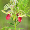 30 GOAT'S RUE Tephrosia Virginiana Cracca Flower Grass Legume Ground Cover Seeds