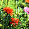 100 Orange PORTULACA MOSS ROSE Portulaca Grandiflora Succulent Flower Seeds