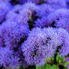 100 Dwarf BLUE MINK AGERATUM Houstonianum Fuzzy Double West Indies Flower Seeds