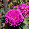 250 VIOLET QUEEN ZINNIA Elegans Purple Double Dahlia Heirloom Flower Seeds