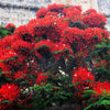 10 ROYAL POINCIANA TREE Delonix Regia aka Red Flame Flamboyant Tree Peacock Flower Seeds