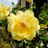 10 Yellow MANCHU ROSE Bush Rosa Xanthina Hummingbird Flower Seeds