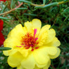 100 Yellow PORTULACA MOSS ROSE Portulaca Grandiflora Succulent Flower Seeds
