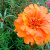 100 Orange PORTULACA MOSS ROSE Portulaca Grandiflora Succulent Flower Seeds