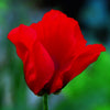 100 BEAUTY Of Livermere ORIENTAL POPPY Papaver Orientale Flower Seeds
