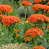 300 MALTESE CROSS Jerusalem Cross Lychnis Campion Chalcedonica Flower Seeds